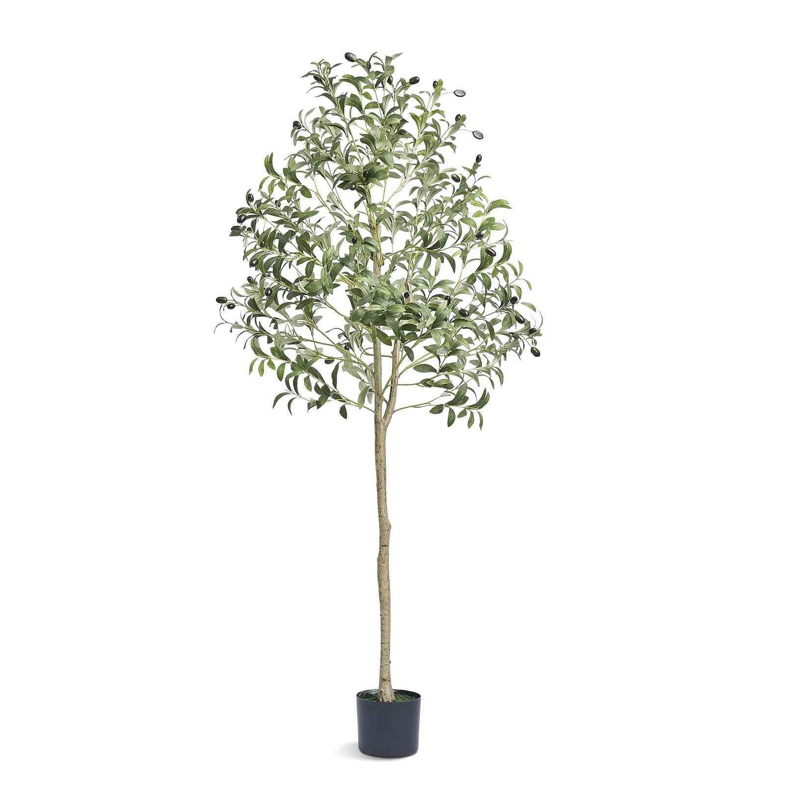 Evergreen Olive Tree Decor for Home and Garden